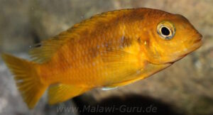 Tropheops sp. 'chilumba' Chitande Island